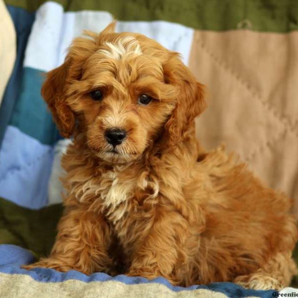 Milo, Cockapoo Puppy