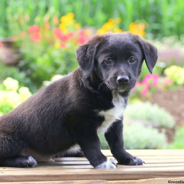 Milo, Jack Russell Mix Puppy