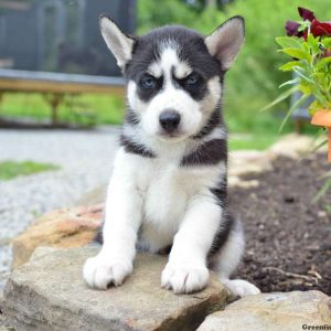 Milo, Siberian Husky Puppy