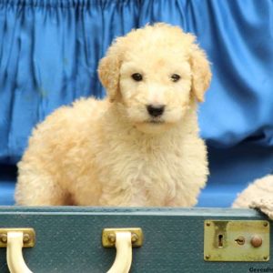 Milo, Standard Poodle Puppy