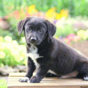 Milo, Jack Russell Mix Puppy