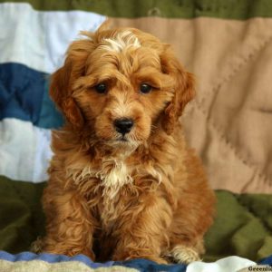 Milo, Cockapoo Puppy