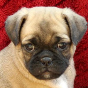 Milton, Pug Mix Puppy