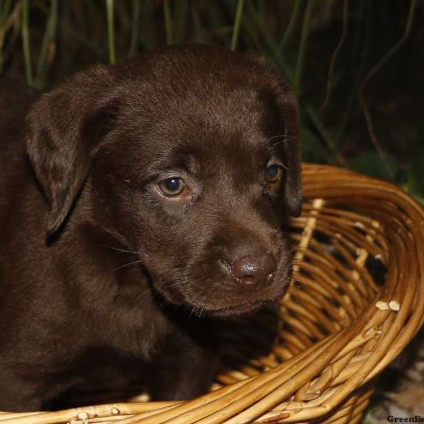 Mindy, Labrador Retriever-Chocolate Puppy