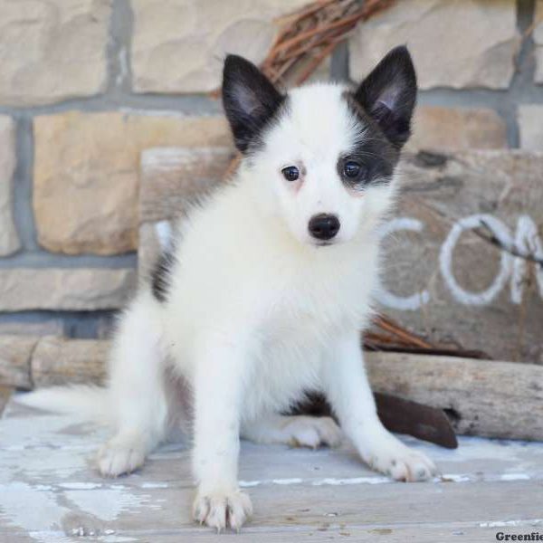 Mindy, Pomsky Puppy