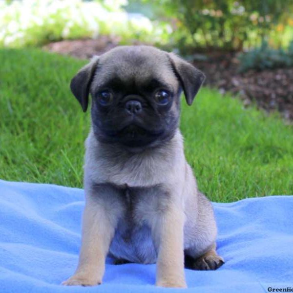 Mindy, Pug Puppy