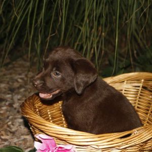 Mindy, Labrador Retriever-Chocolate Puppy