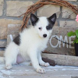 Mindy, Pomsky Puppy