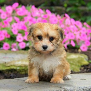 Mindy, Yorkie-Chon Puppy