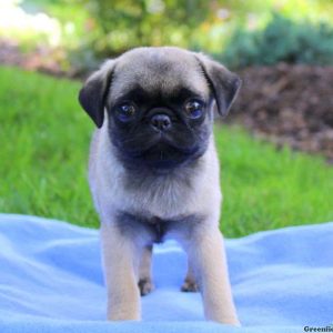 Mindy, Pug Puppy