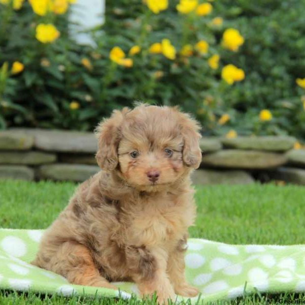 Aussiedoodle – Miniature