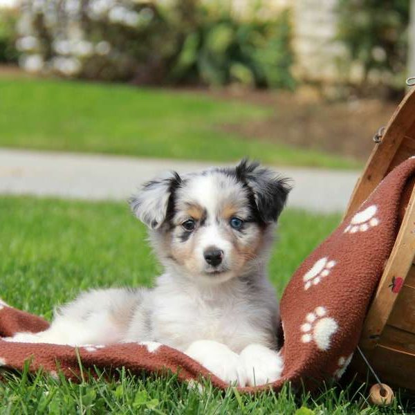 Australian Shepherd-Miniature