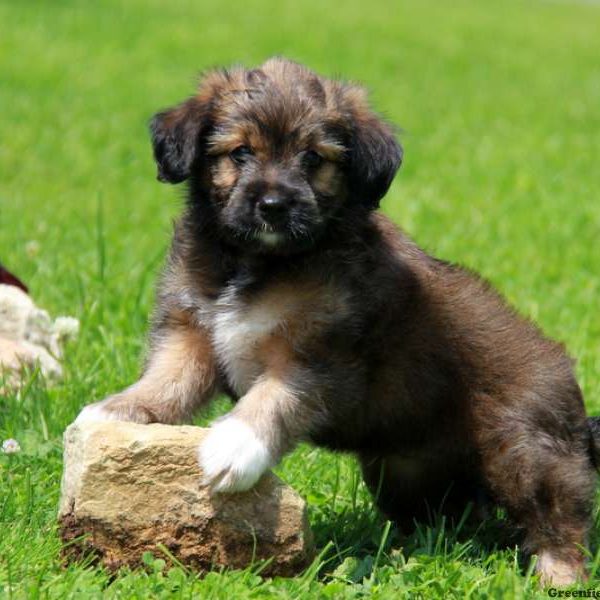 Australian Shepherd Mix-Miniature