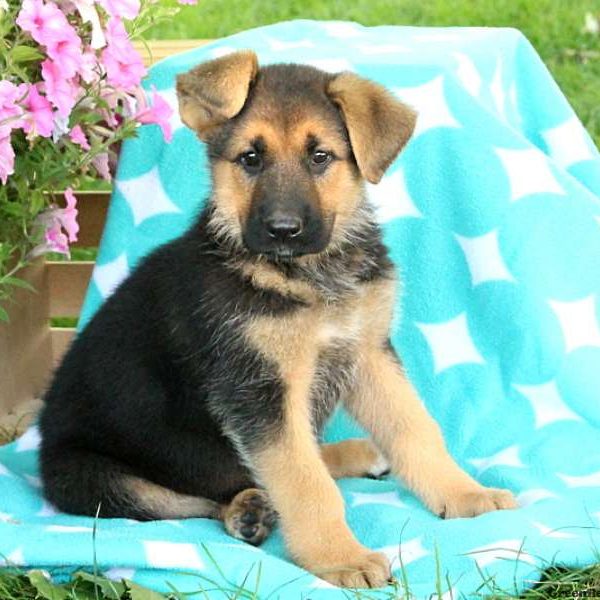 Minka, German Shepherd Puppy