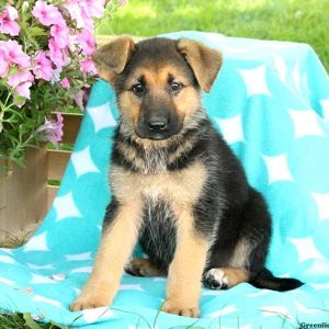 Minka, German Shepherd Puppy