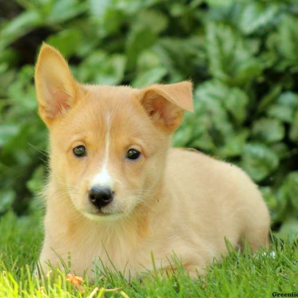 Minnie, Shetland Sheepdog Mix Puppy