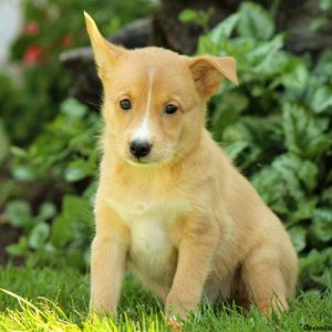 Minnie, Shetland Sheepdog Mix Puppy