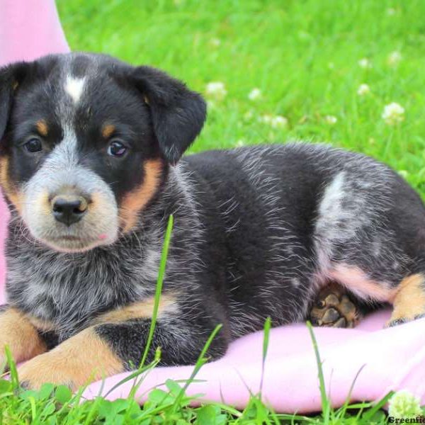 Miracle, Blue Heeler – Australian Cattle Dog Puppy