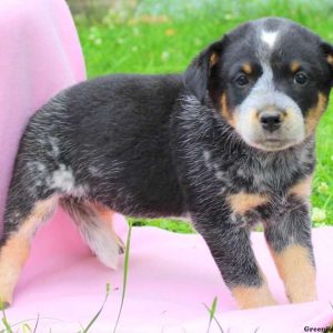 Miracle, Blue Heeler – Australian Cattle Dog Puppy