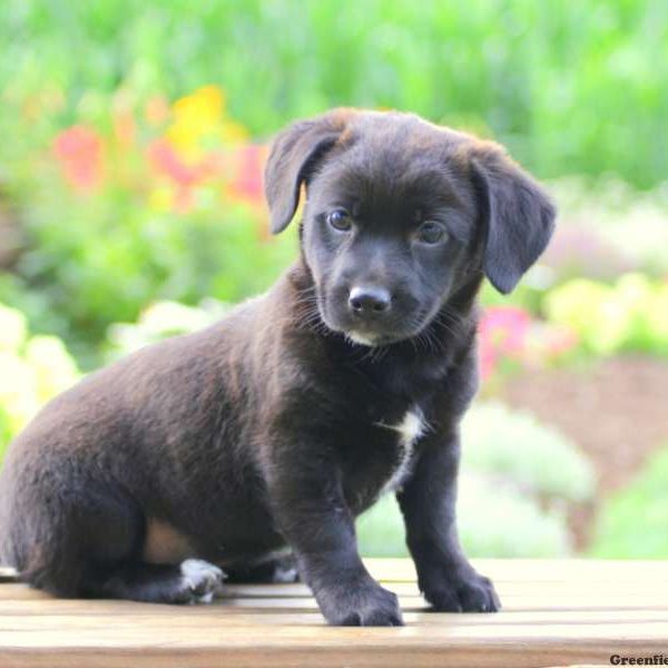 Misha, Jack Russell Mix Puppy