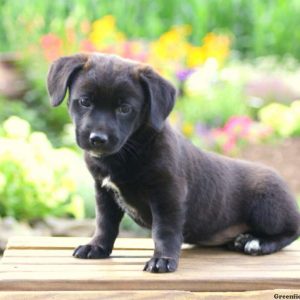 Misha, Jack Russell Mix Puppy