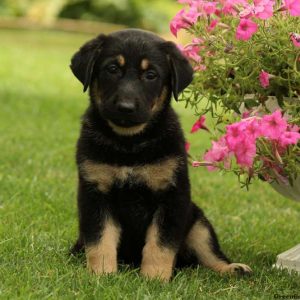 Miss Maggie, German Shepherd Puppy