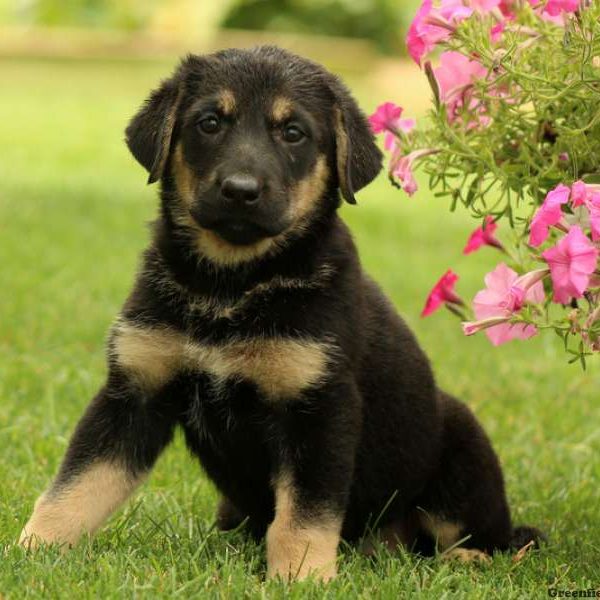 Miss Margalo, German Shepherd Puppy