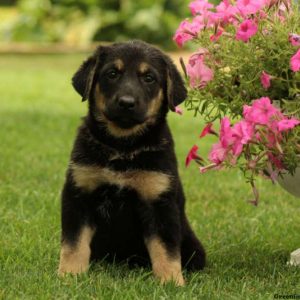 Miss Margalo, German Shepherd Puppy