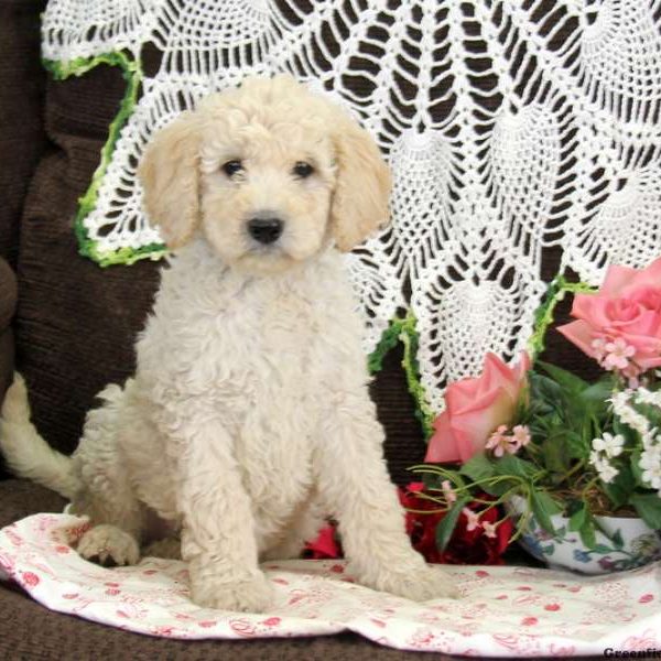 Missie, Goldendoodle Puppy