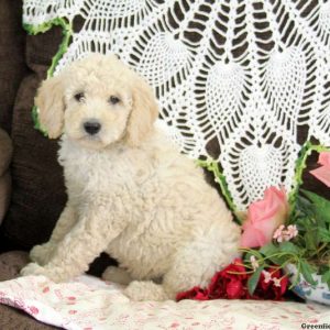 Missie, Goldendoodle Puppy