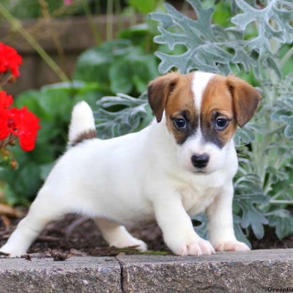 Misty, Jack Russell Terrier Puppy