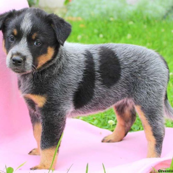 Misty, Blue Heeler – Australian Cattle Dog Puppy