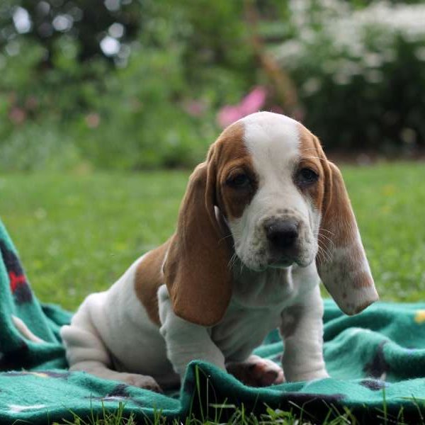 Misty, Basset Hound Puppy