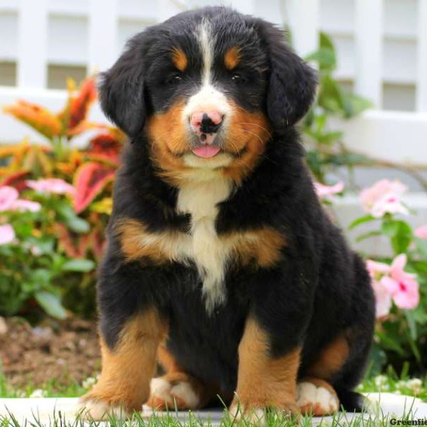 Misty, Bernese Mountain Dog Puppy