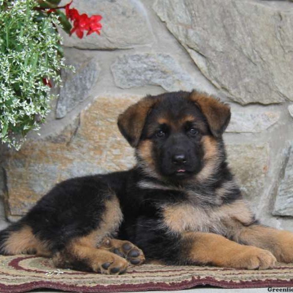 Misty, German Shepherd Puppy
