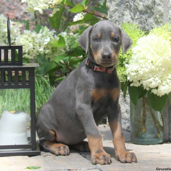 Misty, Doberman Pinscher Puppy