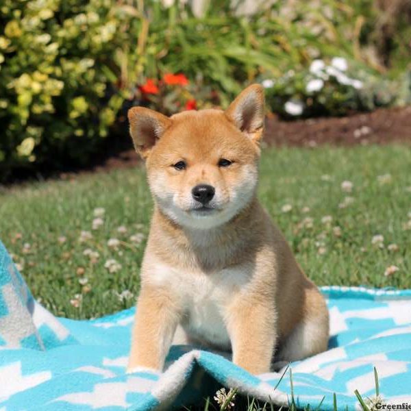 Misty, Shiba Inu Puppy