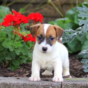 Misty, Jack Russell Terrier Puppy