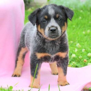 Misty, Blue Heeler – Australian Cattle Dog Puppy