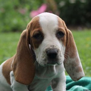 Misty, Basset Hound Puppy