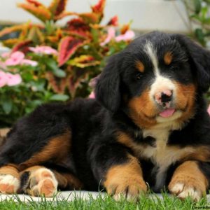 Misty, Bernese Mountain Dog Puppy