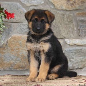 Misty, German Shepherd Puppy
