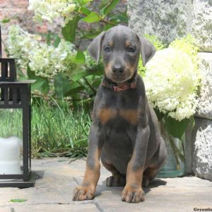 Misty, Doberman Pinscher Puppy