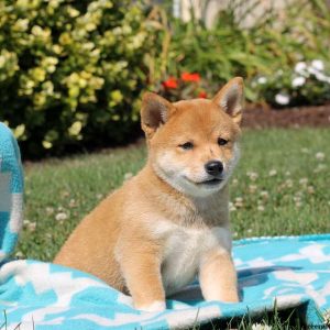 Misty, Shiba Inu Puppy