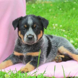 Misty, Blue Heeler – Australian Cattle Dog Puppy