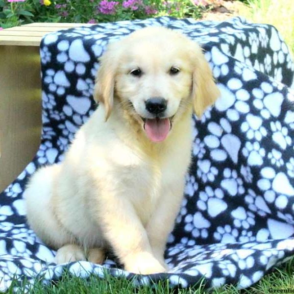 Mitch, Golden Retriever Puppy