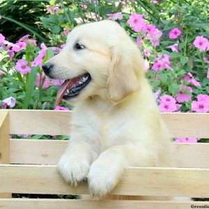 Mitch, Golden Retriever Puppy