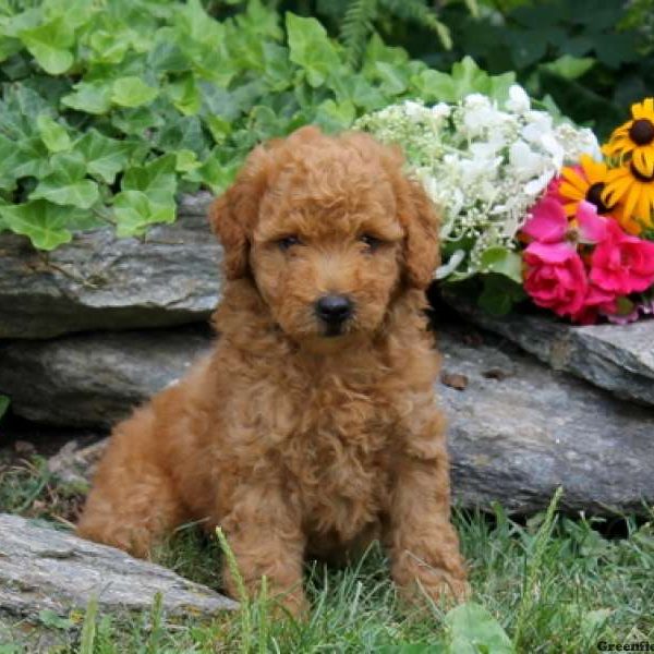 Mitchell, Goldendoodle-Miniature Puppy