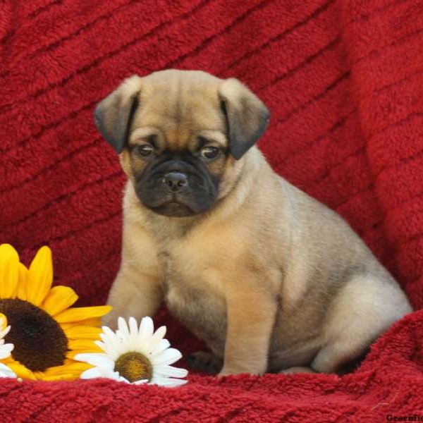 Mitchell, Pug Mix Puppy