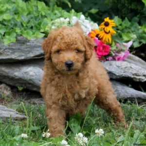 Mitchell, Goldendoodle-Miniature Puppy